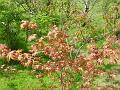 2008-0426_1400_Acer_20,3_C
